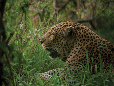 Best Kenya Safari Tours from Nairobi - Paradise Vacations Kenya