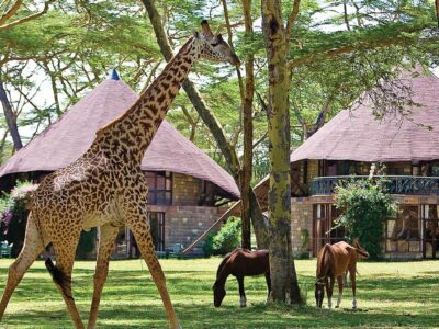 Top Kenya Safari Tour Packages - lugendoradventures.co.ke